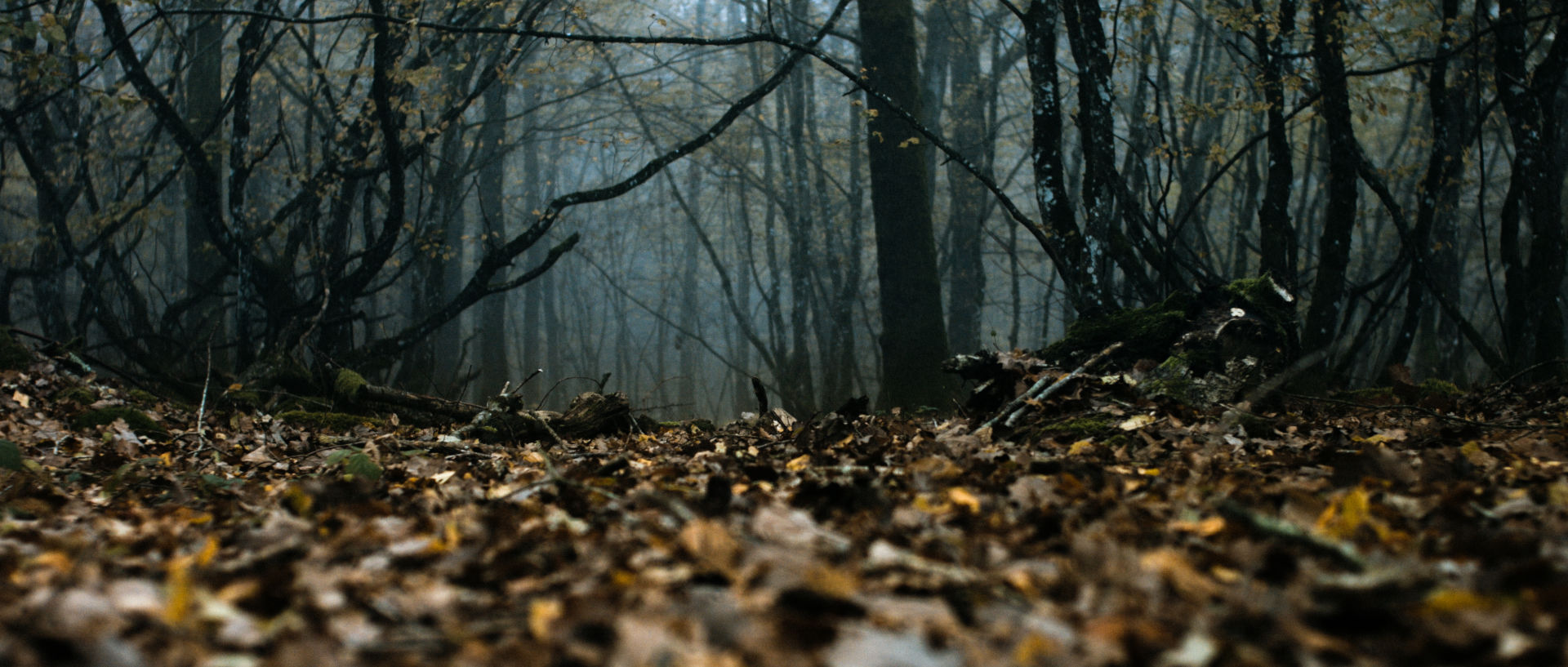 Les Animaux Anonymes – image du film fantastique de Baptiste Rouveure